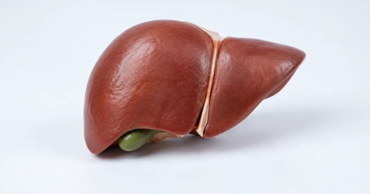 An illustrative liver teaching model