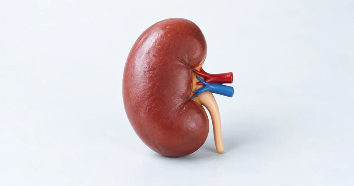 An illustrative kidney teaching model