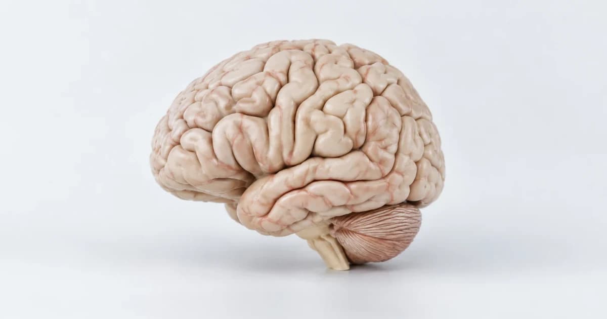 An illustrative brain teaching model