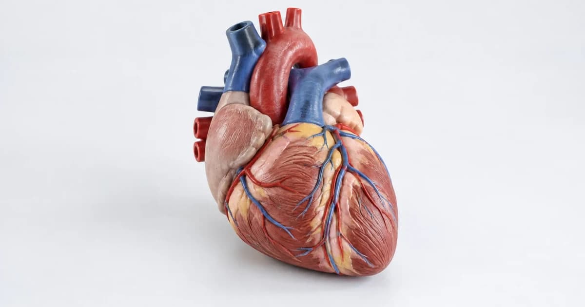 An illustrative anatomical heart teaching model